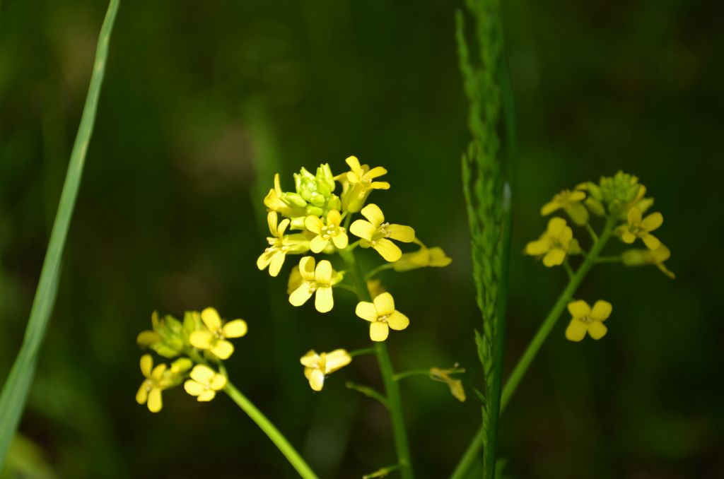 Barbarea vulgaris